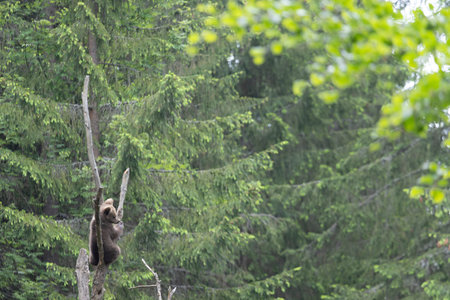 Brown bear ursus arctos cub baby sclimbing tree in green spruce summer forest.の写真素材