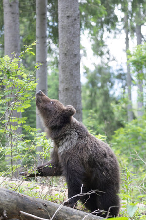 Brown bear ursus arctos close up in green spruce forest walking on fallen tree trunk.の写真素材