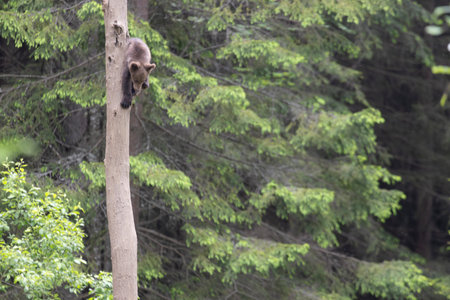 Brown bear ursus arctos cub baby in green spruce forest climbing tree.の写真素材