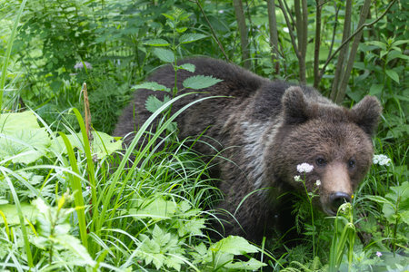 Brown bear ursus arctos close up in lush green meadow with flowers and thick vegetation.の写真素材
