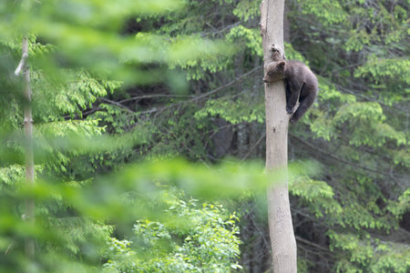 Brown bear ursus arctos cub baby in green spruce forest climbing tree.の写真素材