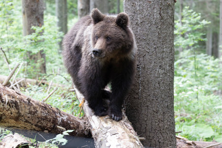 European brown bear ursus arctos close up in spruce forest walking on fallen tree trunk during summer.の写真素材