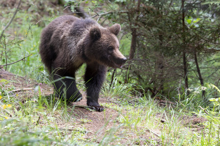 European brown bear ursus arctos alone in green summer meadow forest with grass walkingの写真素材
