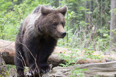 Brown bear ursus arctos close up in green spruce forest walking on fallen tree trunk.の写真素材