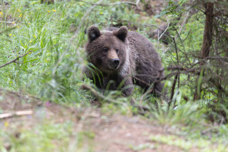 European brown bear ursus arctos alone in green summer meadow forest with grass lookingの写真素材