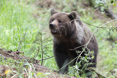European brown bear ursus arctos alone in green summer meadow forest with grass lookingの写真素材