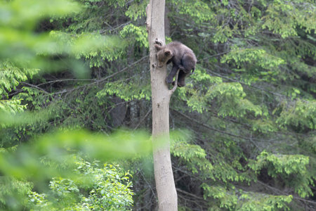 Brown bear ursus arctos cub baby in green spruce forest climbing tree.の写真素材