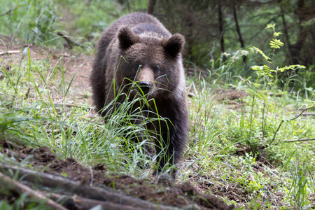 European brown bear ursus arctos alone in green summer meadow forest with grass walkingの写真素材