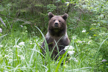 Brown bear ursus arctos close up in lush green meadow with flowers and thick vegetation.の写真素材