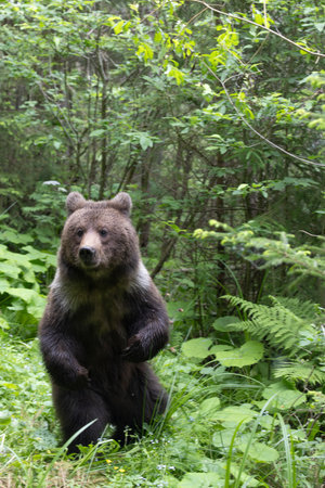 European brown bear ursus arctos close up in green summer meadow standing on two legs.の写真素材