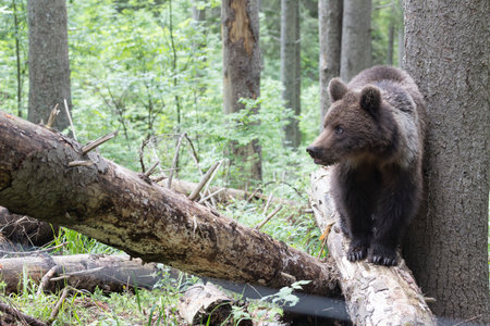 European brown bear ursus arctos close up in spruce forest walking on fallen tree trunk during summer.の写真素材
