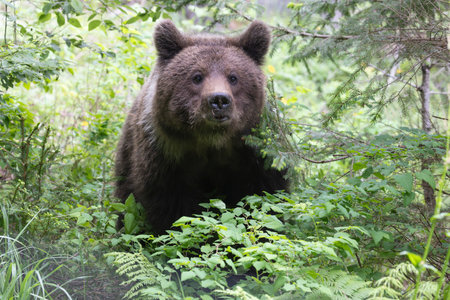 European brown bear ursus arctos close up in green summer meadow field with flowers walkingの写真素材