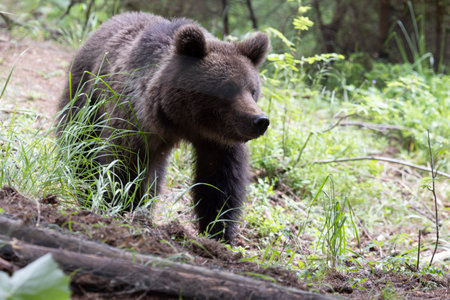 European brown bear ursus arctos alone in green summer meadow forest with grass walkingの写真素材