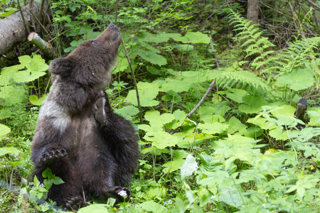 Brown bear ursus arctos close up in lush green meadow with flowers and thick vegetation.の写真素材