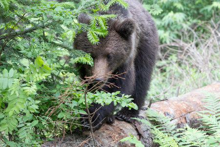 Brown bear ursus arctos close up in green spruce forest walking on fallen tree trunk.の写真素材