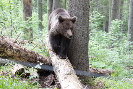 European brown bear ursus arctos close up in spruce forest walking on fallen tree trunk during summer.の写真素材