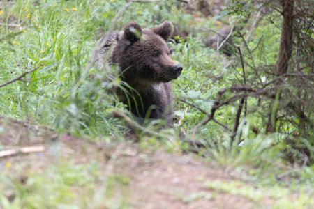 European brown bear ursus arctos alone in green summer meadow forest with grass lookingの写真素材