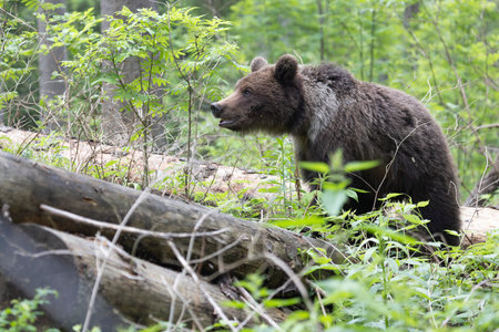 Brown bear ursus arctos close up in green spruce forest walking on fallen tree trunk.の写真素材