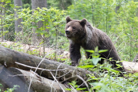 Brown bear ursus arctos close up in green spruce forest walking on fallen tree trunk.の写真素材