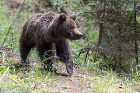 European brown bear ursus arctos alone in green summer meadow forest with grass walkingの写真素材