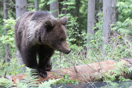 Brown bear ursus arctos close up in green spruce forest walking on fallen tree trunk.の写真素材