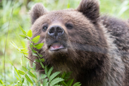 Brown bear ursus arctos portrait close up alone headshot with funny noseの写真素材