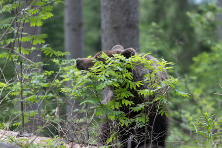 Brown bear ursus arctos close up in green spruce forest walking on fallen tree trunk.の写真素材