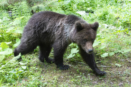 Brown bear ursus arctos close up in lush green meadow with flowers and thick vegetation.の写真素材