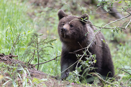 European brown bear ursus arctos alone in green summer meadow forest with grass lookingの写真素材