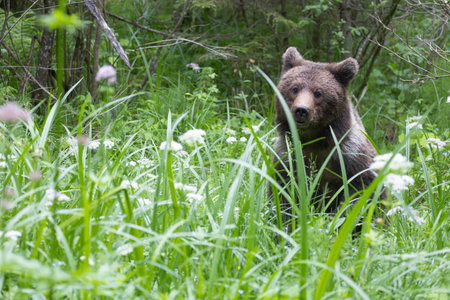 Brown bear ursus arctos close up in lush green meadow with flowers and thick vegetation.の写真素材