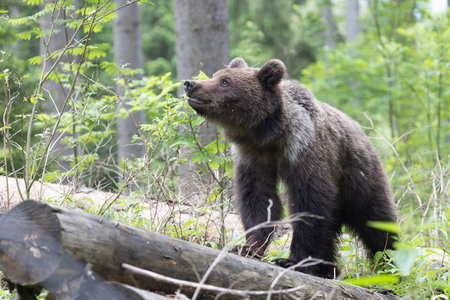 Brown bear ursus arctos close up in green spruce forest walking on fallen tree trunk.の写真素材