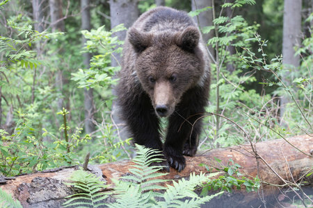 Brown bear ursus arctos close up in green spruce forest walking on fallen tree trunk.の写真素材