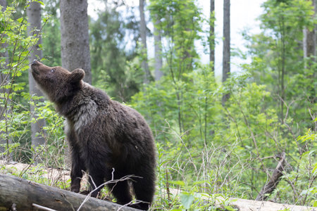 Brown bear ursus arctos close up in green spruce forest walking on fallen tree trunk.の写真素材