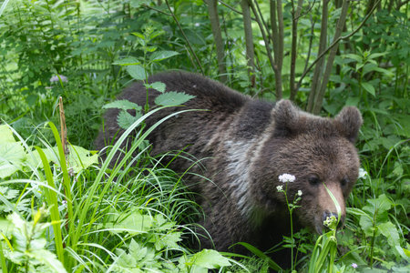 Brown bear ursus arctos close up in lush green meadow with flowers and thick vegetation.の写真素材