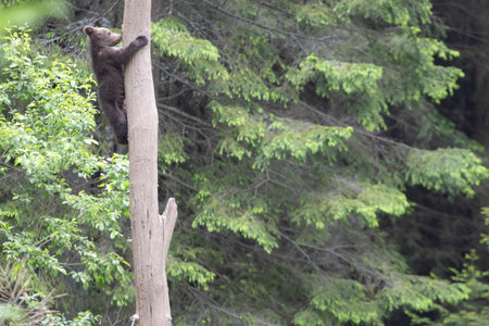 Brown bear ursus arctos cub baby in green spruce forest climbing tree.の写真素材