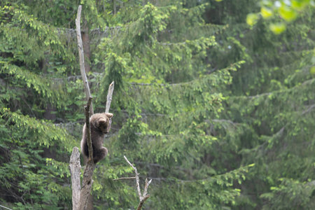 Brown bear ursus arctos cub baby sclimbing tree in green spruce summer forest.の写真素材