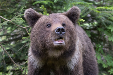 Close up portrait of brown bear ursus arctos smelling in green summer forest.(Multiple values)の写真素材