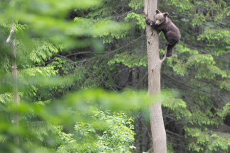 Brown bear ursus arctos cub baby in green spruce forest climbing tree.の写真素材
