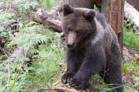 European brown bear ursus arctos close up in spruce forest walking on fallen tree trunk during summer.の写真素材