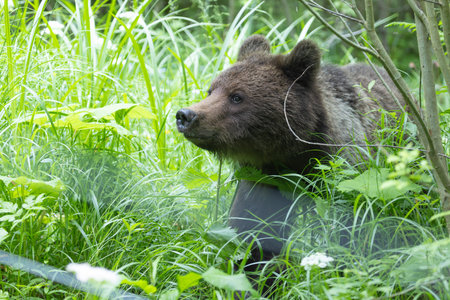 Brown bear ursus arctos close up in lush green meadow with flowers and thick vegetation.の写真素材