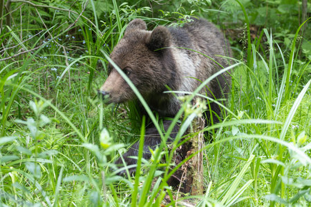 Brown bear ursus arctos close up in lush green meadow with flowers and thick vegetation.の写真素材