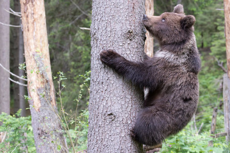 Brown bear ursus arctos cub baby in green spruce forest climbing tree.の写真素材