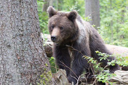 Brown bear ursus arctos close up in green spruce forest walking on fallen tree trunk.の写真素材