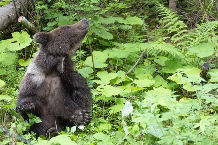Brown bear ursus arctos close up in lush green meadow with flowers and thick vegetation.の写真素材