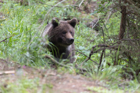 European brown bear ursus arctos alone in green summer meadow forest with grass lookingの写真素材