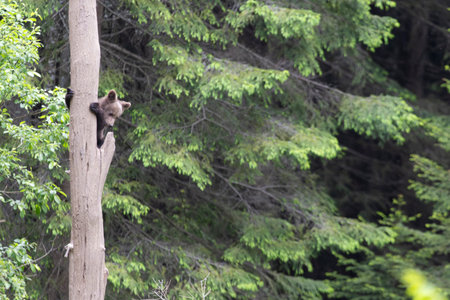 Brown bear ursus arctos cub baby in green spruce forest climbing tree.の写真素材