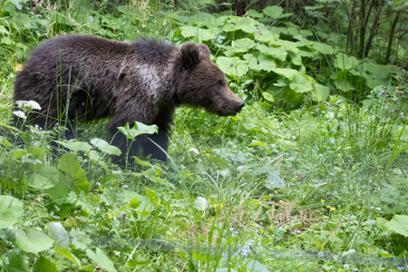 European brown bear ursus arctos close up in green summer meadow field with flowers walkingの写真素材