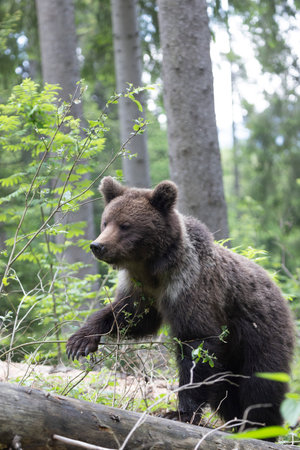 Brown bear ursus arctos close up in green spruce forest walking on fallen tree trunk.の写真素材