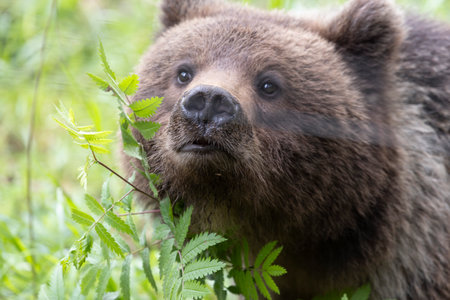 Brown bear ursus arctos portrait close up alone headshot with funny noseの写真素材
