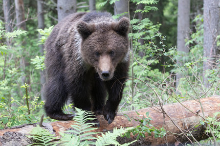 Brown bear ursus arctos close up in green spruce forest walking on fallen tree trunk.の写真素材